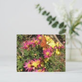 Bellingrathの庭の蝶 ポストカード (スタンド正面)