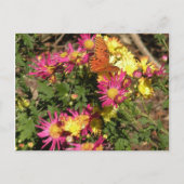 Bellingrathの庭の蝶 ポストカード (正面)