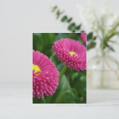 Bellis perennis Pomponette英語デイジー ポストカード (スタンド正面)