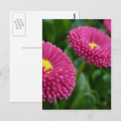 Bellis perennis Pomponette英語デイジー ポストカード (正面/裏面)