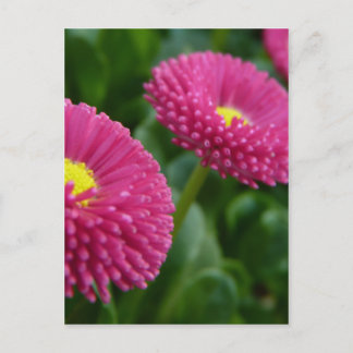 Bellis perennis Pomponette英語デイジー ポストカード