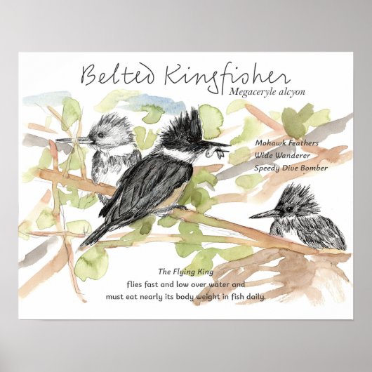 Belted Kingfisher Bird Minnow Fish Trees ポスター (正面)