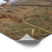 Belted Kingfisher Photo Poster ポスター (角)