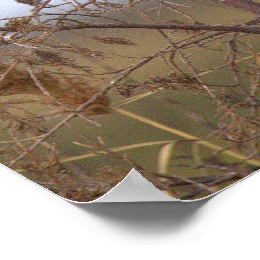 Belted Kingfisher Photo Poster ポスター (角)