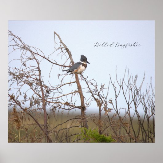 Belted Kingfisher Photo Poster ポスター (正面)