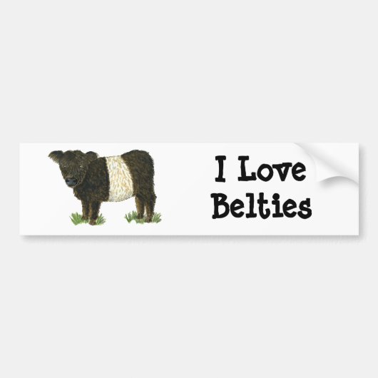 「Beltie」ベルトを付けられたギャロウェー バンパーステッカー (正面)