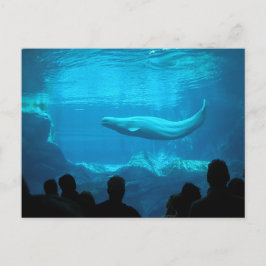 Beluga Whale ポストカード