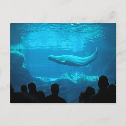 Beluga Whale ポストカード (正面)