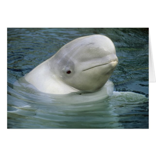 Beluga Whale、Delphinapterus leucas) (正面横)