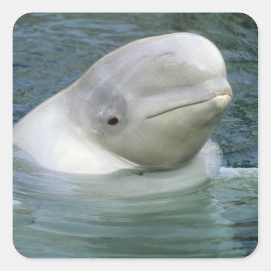 Beluga Whale、Delphinapterus leucas) スクエアシール (正面)