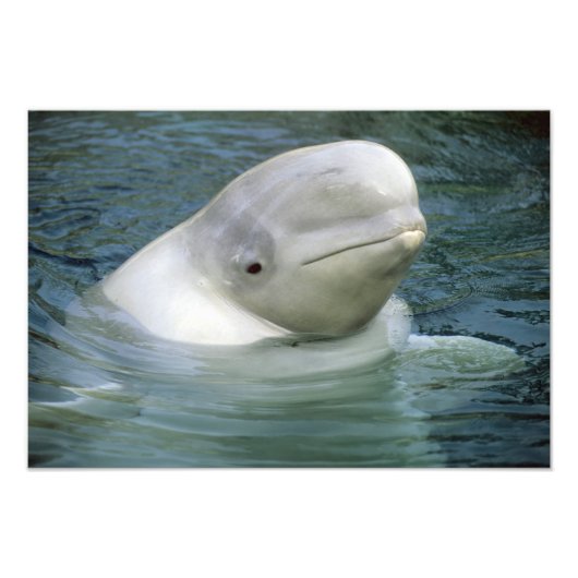 Beluga Whale、Delphinapterus leucas) フォトプリント (正面)