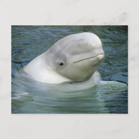 Beluga Whale、Delphinapterus leucas) ポストカード (正面)