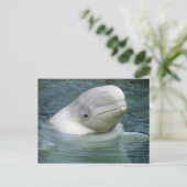 Beluga Whale、Delphinapterus leucas) ポストカード (スタンド正面)