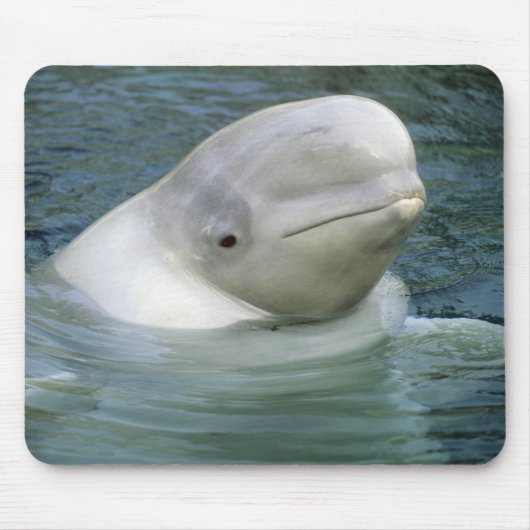 Beluga Whale、Delphinapterus leucas) マウスパッド (正面)