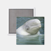 Beluga Whale、Delphinapterus leucas) マグネット (正面/裏面)