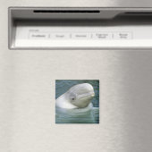 Beluga Whale、Delphinapterus leucas) マグネット (インサイチュ (食洗機))