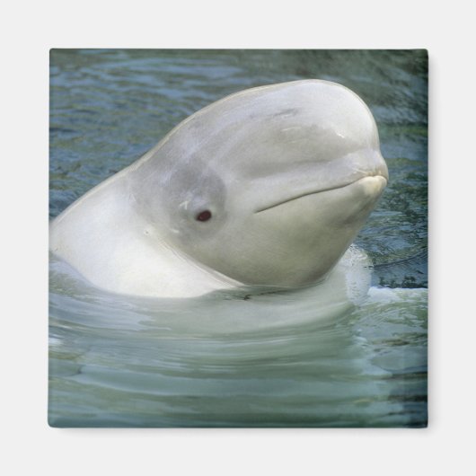 Beluga Whale、Delphinapterus leucas) マグネット (正面)