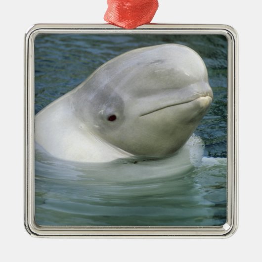 Beluga Whale、Delphinapterus leucas) メタルオーナメント (正面)
