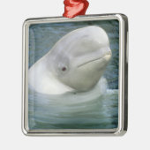 Beluga Whale、Delphinapterus leucas) メタルオーナメント (左)