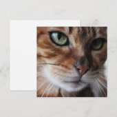  Bengal Cat Face Photograph - この画像をカスタマイズする シーズンカード (正面/裏面)