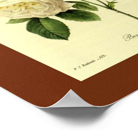 Bengal Rose 16 X 20 ポスター (角)