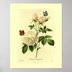 Bengal Rose Botanical Floral ポスター