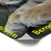 Bengal Tiger ポスター (角)