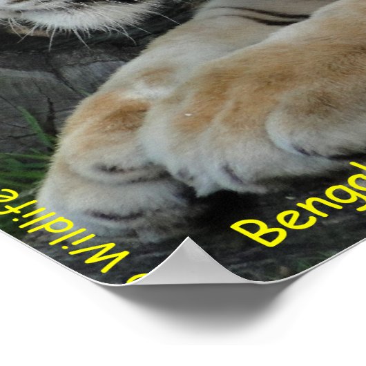 Bengal Tiger ポスター (角)