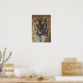 Bengal Tiger, Panthera tigris, Louisville Zoo, ポスター (キッチン)