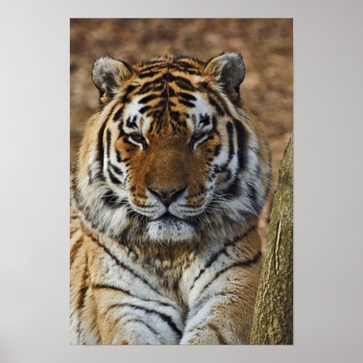 Bengal Tiger, Panthera tigris, Louisville Zoo, ポスター (正面)