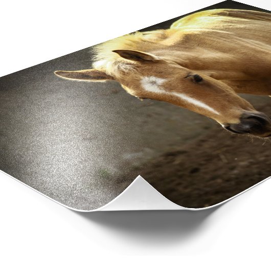 Berber Fohlen フォトプリント (角)