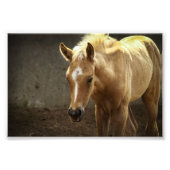 Berber Fohlen フォトプリント (正面)