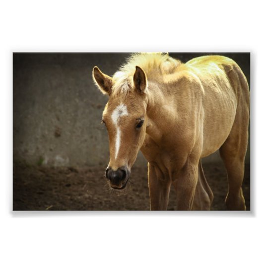 Berber Fohlen フォトプリント (正面)