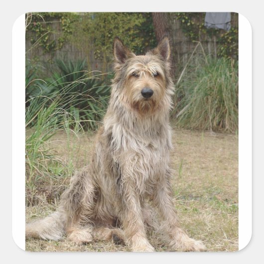 Berger_ピカード座2 スクエアシール (正面)