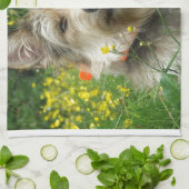 Berger Picard犬 キッチンタオル (折り畳み)