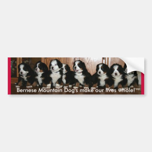 Bernerの子犬のバンパー。 バンパーステッカー (正面)