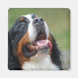 Berner Sennenhund犬の磁石 マグネット