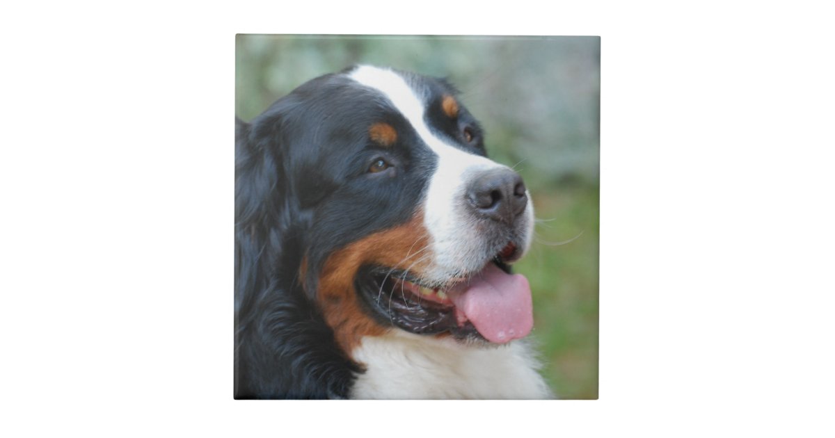 Berneseのかわいいタイル タイル Zazzle Co Jp