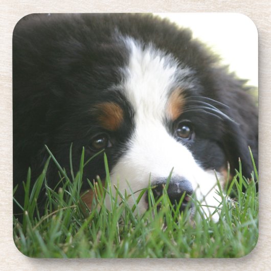 Berneseの子犬 コースター (正面)