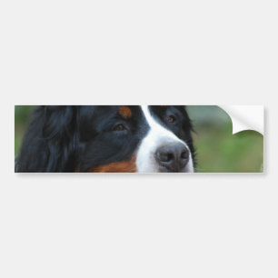 Berneseの甘いバンパーステッカー バンパーステッカー