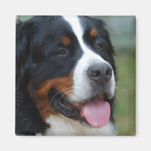 Berneseの甘い磁石 マグネット