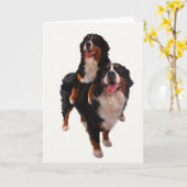 bernese 2 カード (黄色い花)