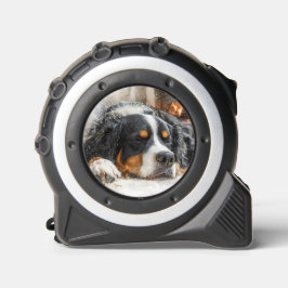Bernese Mountain Dog メジャー