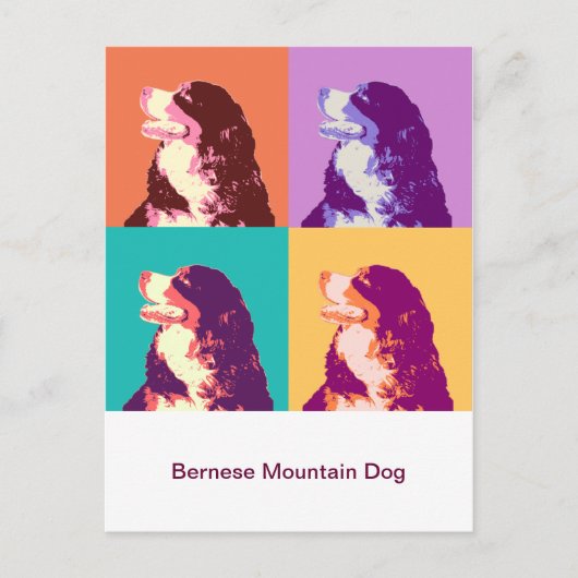 Bernese Mountain Dog Pop Art ポストカード (正面)