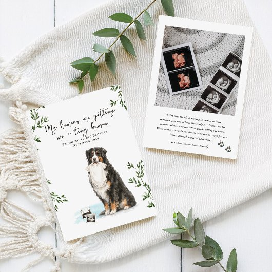 Bernese Mountain Dog Pregnancy Announcement 案内状