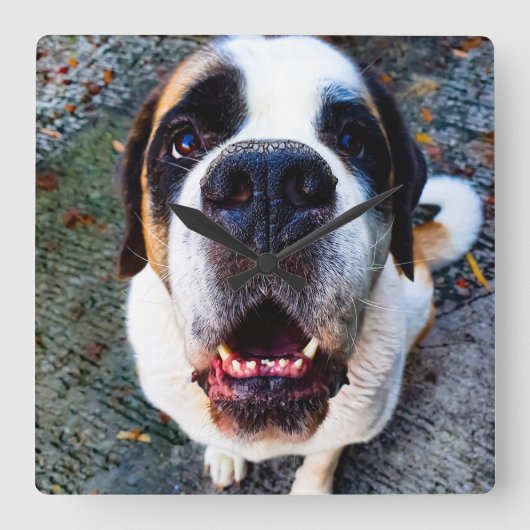 Bernhadiner  スクエア壁時計 (正面)