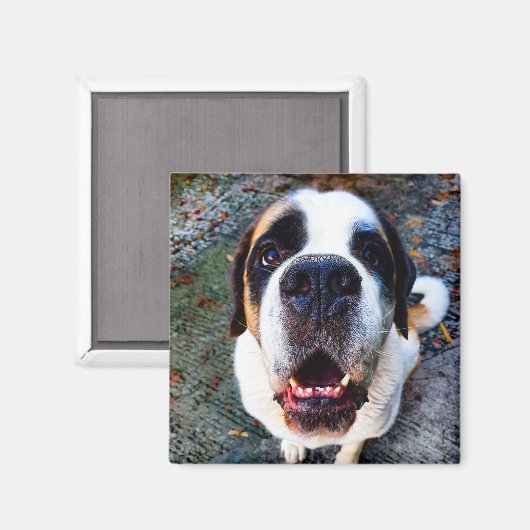 Bernhadiner  マグネット (正面/裏面)