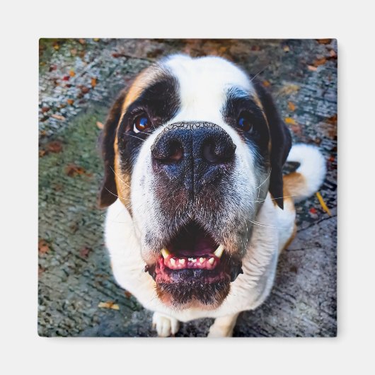 Bernhadiner  マグネット (正面)