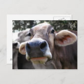 Bessy氏がグリーティングカードを紹介 ポストカード (正面/裏面)