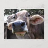 Bessy氏がグリーティングカードを紹介 ポストカード (正面)